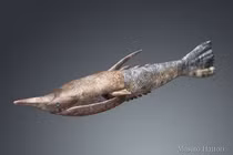 Loài cá 'ngầu' nhất hành tinh, toàn thân bọc giáp cứng như thép