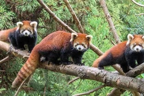 Sự thật giật mình về loài gấu trúc đỏ 