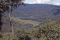 Sinh vật khổng lồ lông lá sống trong khu rừng 'rậm rạp nhất châu Phi'