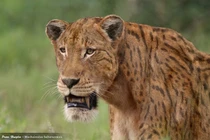 Cận cảnh loài mèo khủng khiếp nhất từng ám ảnh muôn loài