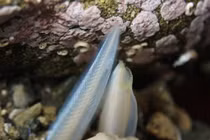 Sinh vật giống hệt cá nhưng không có não, cực quan trọng trên cây tiến hóa 