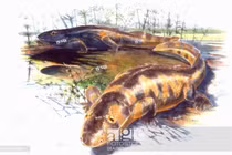 Tận mục loài động vật có xương sống đầu tiên rời môi trường nước 