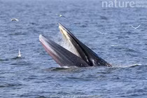 Cá voi vừa xuất hiện ở biển Nha Trang quý hiếm cỡ nào?