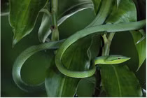 Cận cảnh loài rắn trông như sợi dây, khả năng ngụy trang top đầu thế giới 