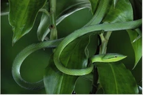 Cận cảnh loài rắn trông như sợi dây, khả năng ngụy trang top đầu thế giới 