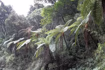 Hệ sinh thái cổ độc đáo ở khu rừng núi cao đặc biệt nhất Ấn Độ