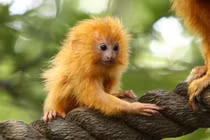 Những loài vật hồi sinh ngoạn mục từ bờ vực tuyệt chủng