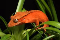 Cận cảnh loài thằn lằn suýt tuyệt chủng, hàng triệu người tìm nuôi 