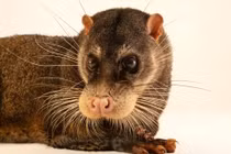 Top sự thật thú vị về loài cầy rái cá đã tuyệt chủng ở Việt Nam 