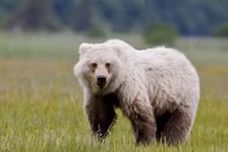 Tiết lộ sốc về con lai của gấu trắng và gấu nâu 