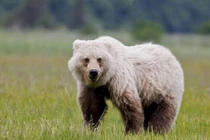 Tiết lộ sốc về con lai của gấu trắng và gấu nâu 