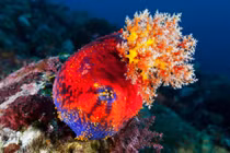 Sự nguy hiểm của sinh vật trông như quả táo phập phồng dưới đáy biển 