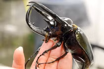 Sửng sốt bọ hung ba sừng mạnh nhất hành tinh tại Việt Nam