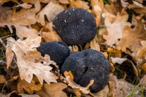 Sinh vật có mùi hương mê hoặc triệu người, giá đắt hơn cả vàng 