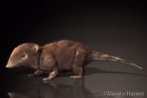 Giải mã sinh vật nửa thú nửa bò sát – tổ tiên đầu tiên của loài có vú