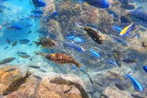 'Thế giới dưới nước' kỳ diệu ở hồ nước ngọt có 1-0-2 của châu Chi 