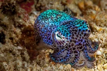 Loài mực tí hon phát sáng rực rỡ giữa bóng tối đại dương