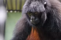 Khỉ đầu đen dị thường chỉ có ở rừng rậm Amazon