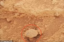 Sốc với "cây nấm" vừa được phát hiện trên bề mặt sao Hỏa