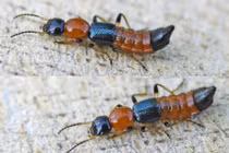 Tiết lộ sốc về loài bọ cánh cứng nguy hiểm nhất Việt Nam 