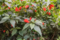 Bí mật thú vị loài hoa trồng làm hàng rào quen thuộc ở Việt Nam