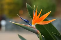 Thiên điểu đẹp gây mê, hoa nở giống hệt chim đang bay