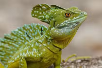 Năng lực siêu phàm của loài thằn lằn mang tên Chúa Jesus