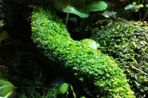 Giật mình sự thật về loài thực vật được coi là 'kẻ tiên phong' của Trái Đất