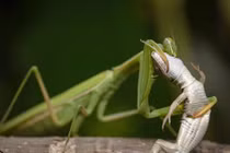 Tận thấy loài bọ ngựa duy nhất nằm trong Sách Đỏ Việt Nam 