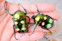 Cận cảnh loài bọ cánh cứng đẹp nhất Việt Nam 