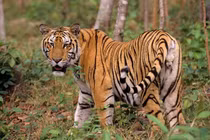 Bí ẩn loài hổ Đông Dương từng thống trị rừng Việt Nam