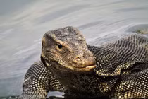 Tận mục loài thằn lằn lớn thứ hai thế giới của Việt Nam 