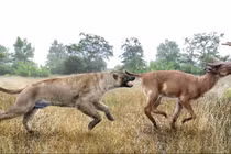 'Quái vật' chó mạnh nhất từng tồn tại, to ngang sư tử 