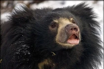  Loài gấu kỳ lạ lông xồm, răng móm, chỉ thích ăn côn trùng 