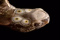 Cận cảnh loài rùa bốn mắt cực quý hiếm của Việt Nam 