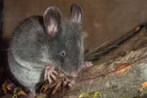 Những điều khó tin về loài chuột mù cực hiếm của Việt Nam 