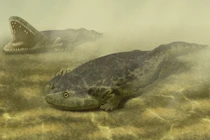 Bí ẩn loài lưỡng cư giống cá sấu bị dẫm bẹp khiến giới khoa học sốc