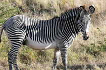 Cận cảnh loài ngựa vằn lớn nhất hành tinh còn tồn tại, nặng gần nửa tấn 