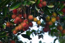 Bất ngờ ít người biết về trái cây có 'tóc' cực quen ở Việt Nam 