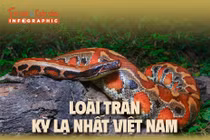 Infographic: Loài trăn kỳ lạ nhất Việt Nam
