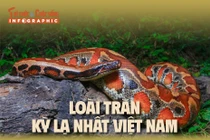 Loài trăn kỳ lạ nhất Việt Nam