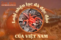 [INFOGRAPHIC] Loài nhện lạc đà độc đáo của Việt Nam