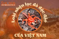 [INFOGRAPHIC] Loài nhện lạc đà độc đáo của Việt Nam