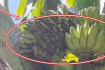 Cây chuối xuất hiện 'điềm lạ', dân làng kéo tới xem nườm nượp