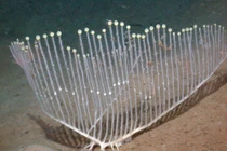 Top loài vật kỳ thú được phát hiện năm 2025 