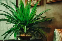 Top 4 cây cảnh lá xanh mướt, hút tài lộc vô tận vào nhà