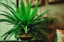 Top 4 cây cảnh lá xanh mướt, hút tài lộc vô tận vào nhà