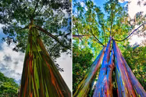 Choáng ngợp với loài cây thân gỗ rực rỡ nhất quả đất 
