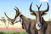 Khó tin loài vật móng guốc có cặp sừng dị nhất thế giới 