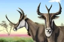 Khó tin loài vật móng guốc có cặp sừng dị nhất thế giới 